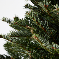 Nordmann Fir