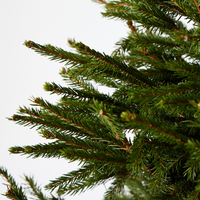 Norway Spruce