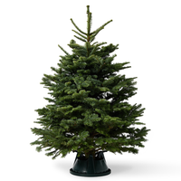 Noble Fir
