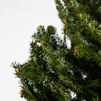 Fraser Fir | Pot Grown Christmas Tree