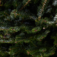Fraser Fir | Pot Grown Christmas Tree