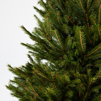 Norway Spruce | Pot Grown Christmas Tree