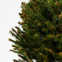 Norway Spruce | Pot Grown Christmas Tree