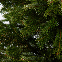 Nordmann Fir | Pot Grown Christmas Tree