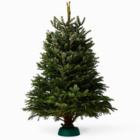 Nordmann Fir