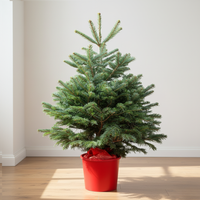 Nordmann Fir | Pot Grown Christmas Tree