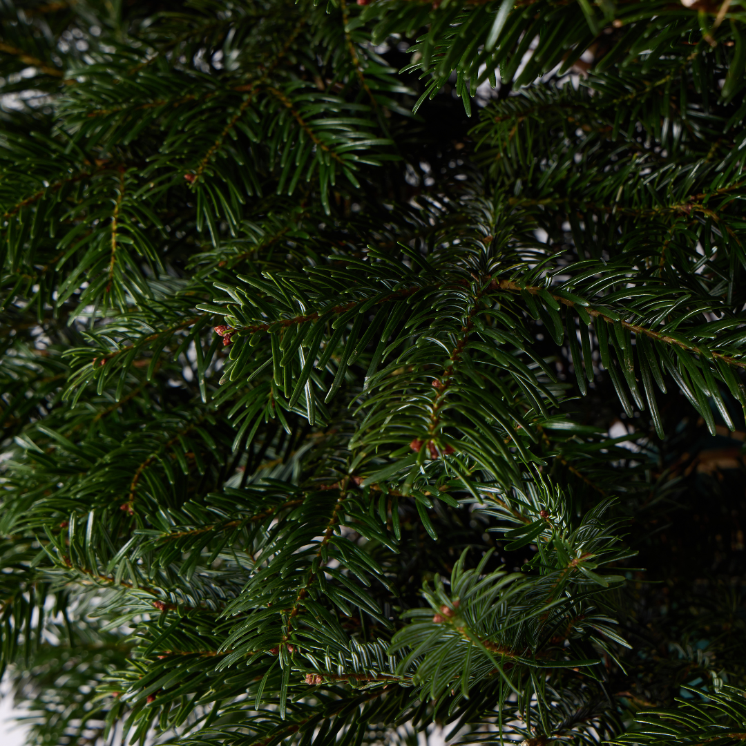 Nordmann Fir