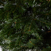 Nordmann Fir