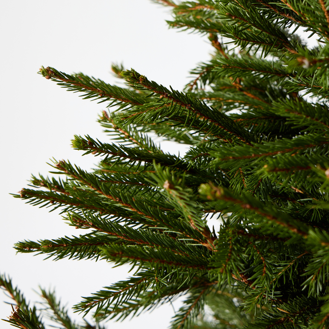Norway Spruce