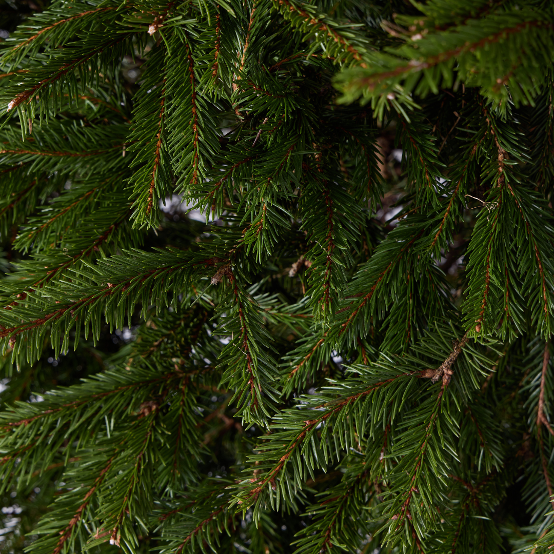 Norway Spruce
