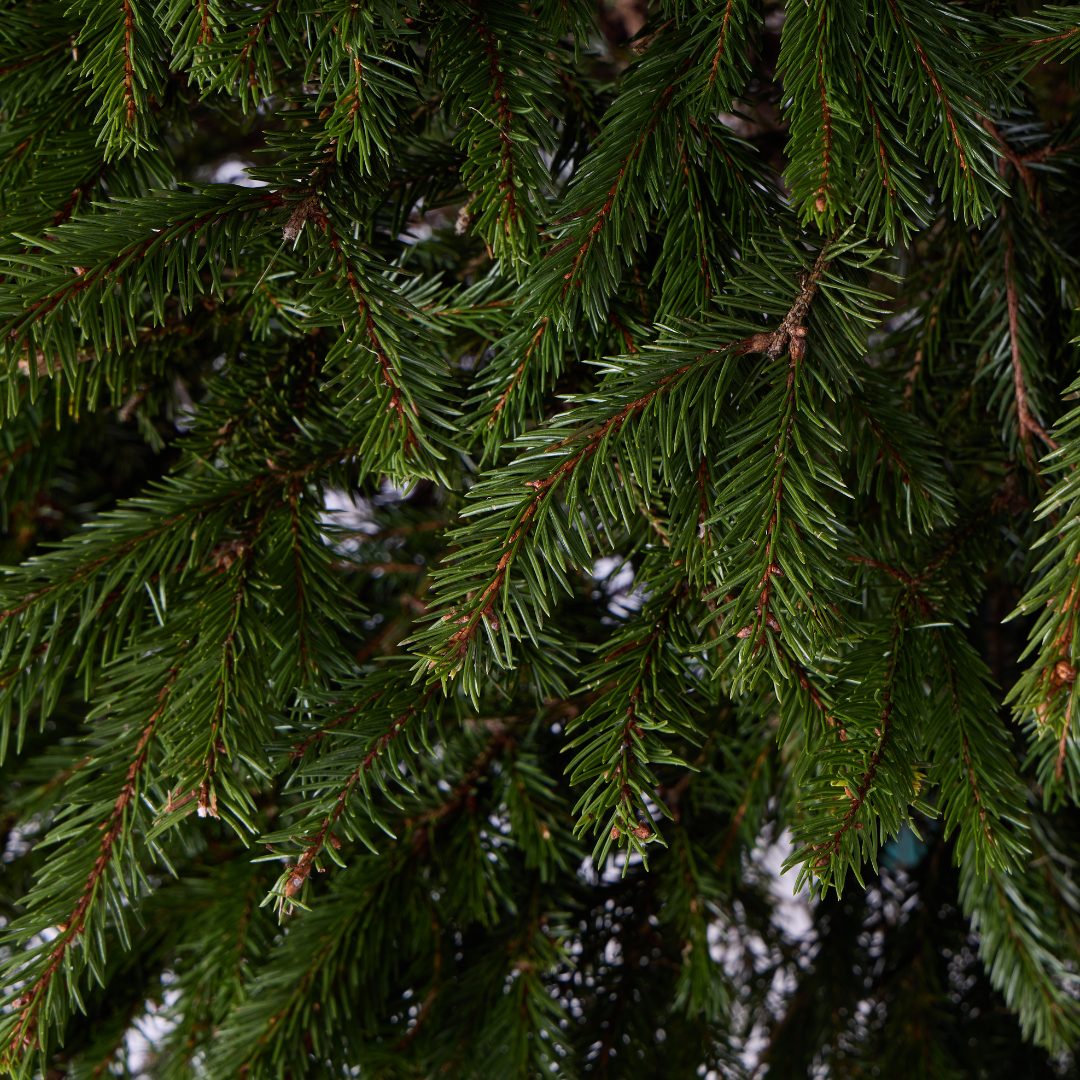 Norway Spruce
