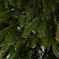 Norway Spruce