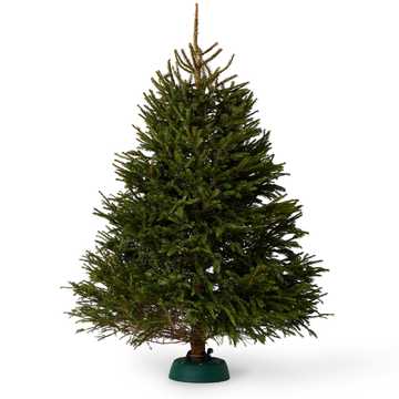 Norway Spruce
