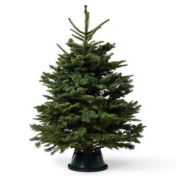 Noble Fir