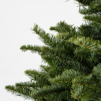 Noble Fir