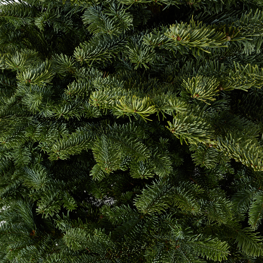 Noble Fir