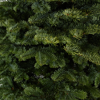 Noble Fir