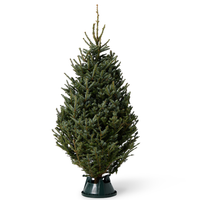 Fraser Fir