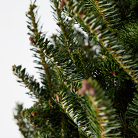 Fraser Fir