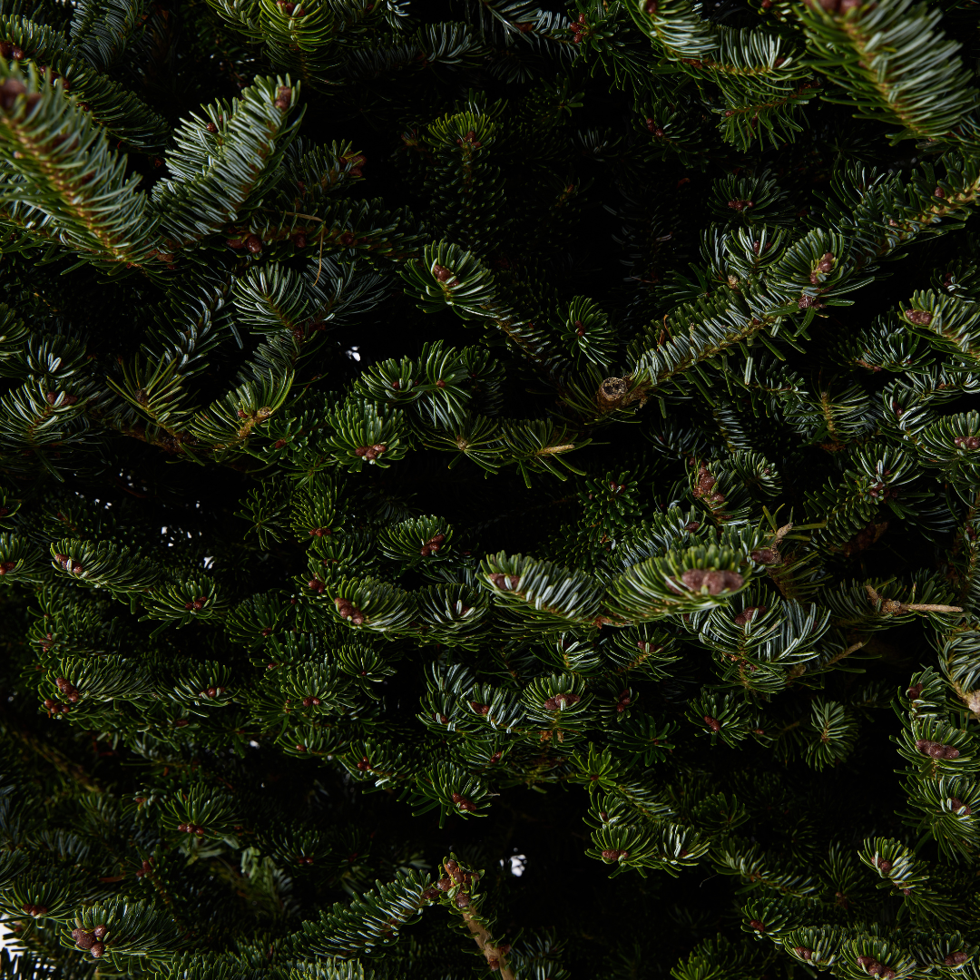 Fraser Fir
