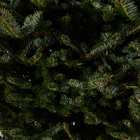 Fraser Fir