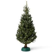 Fraser Fir | Pot Grown Christmas Tree