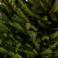 Norway Spruce | Pot Grown Christmas Tree