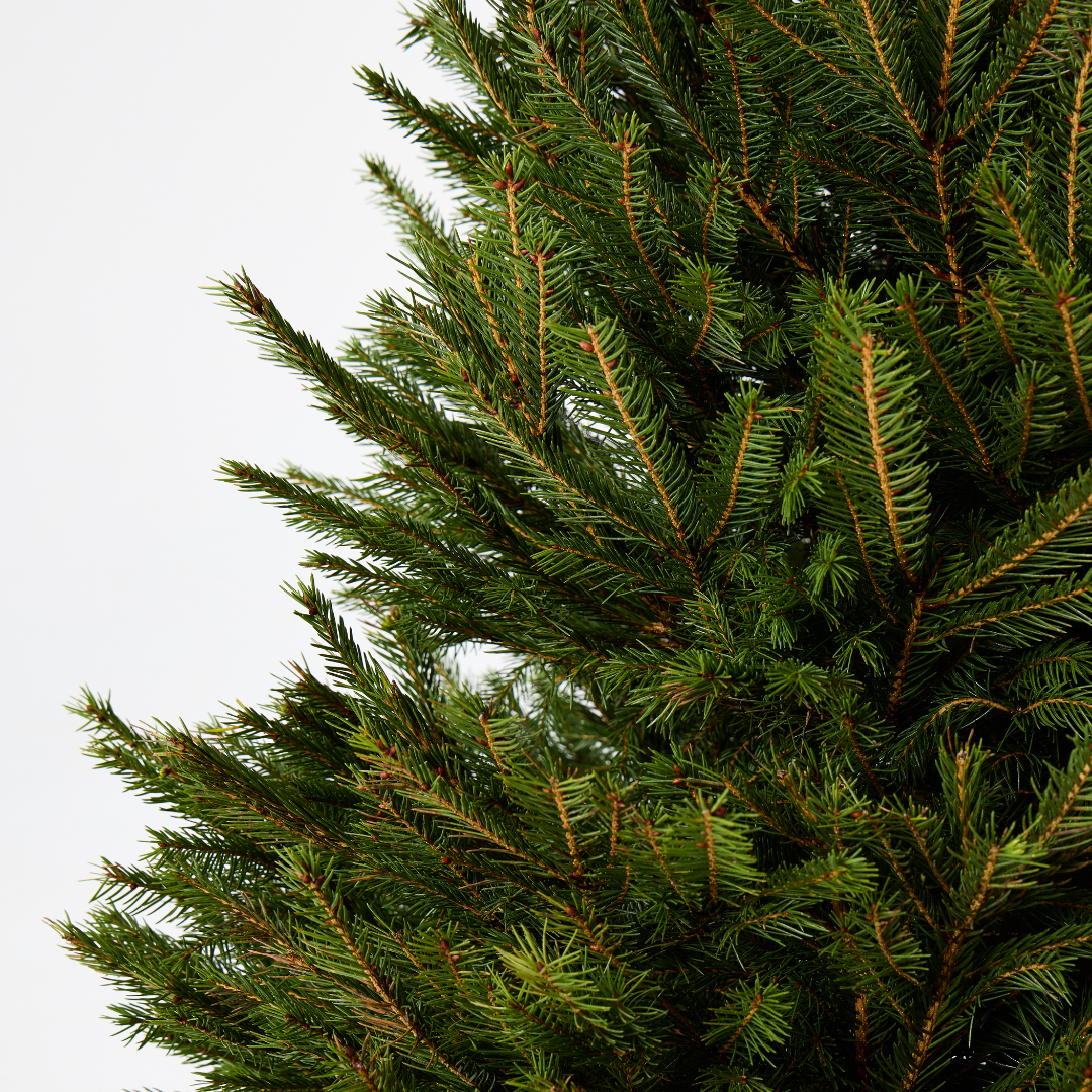 Norway Spruce | Pot Grown Christmas Tree