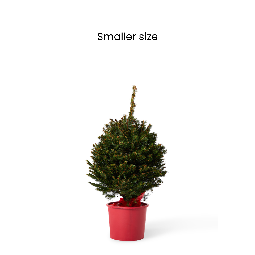 Norway Spruce | Pot Grown Christmas Tree