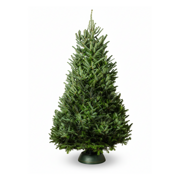 Fraser Fir