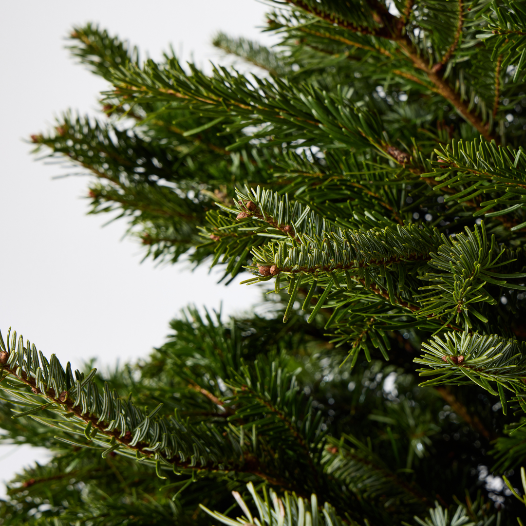 Nordmann Fir | Pot Grown Christmas Tree
