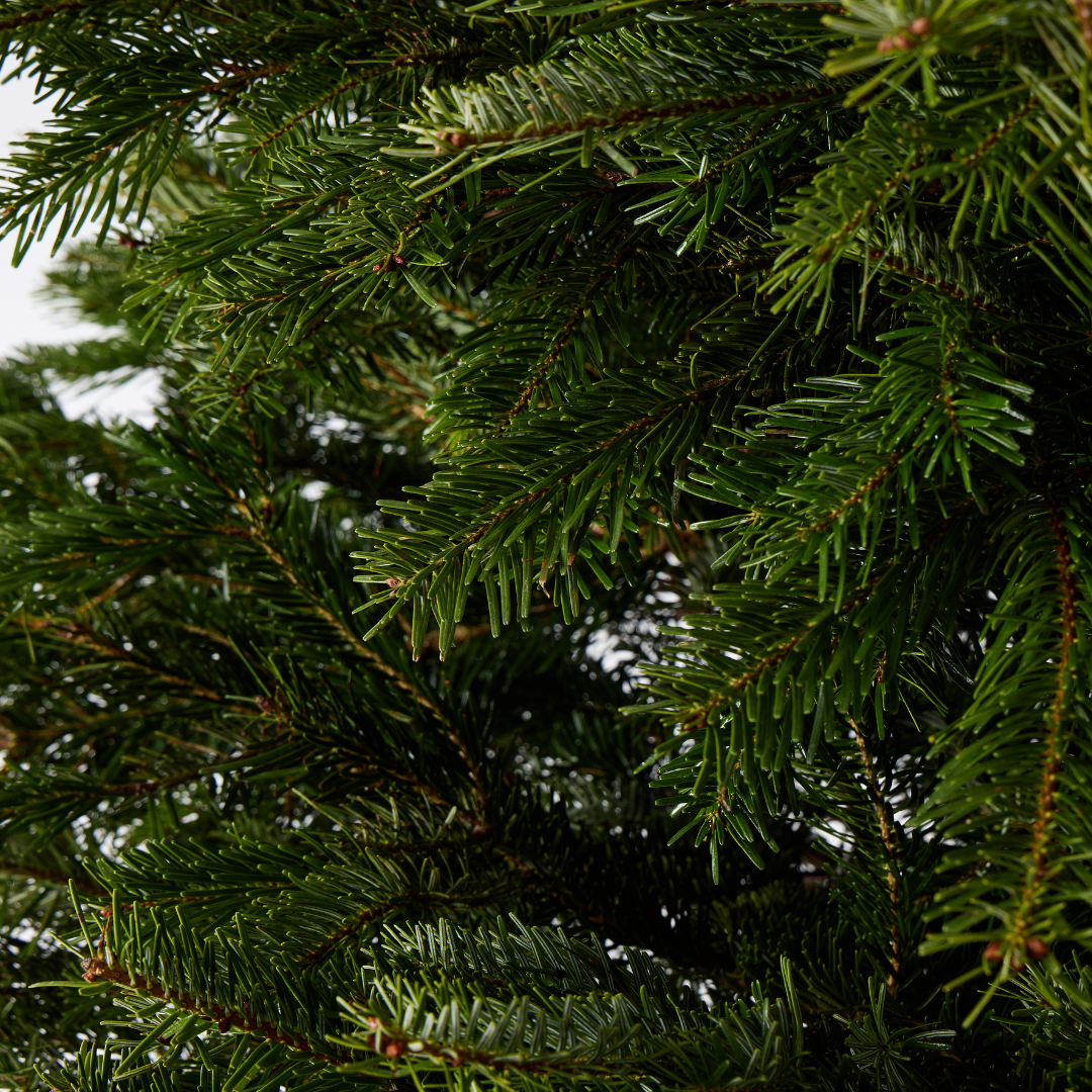 Nordmann Fir | Pot Grown Christmas Tree
