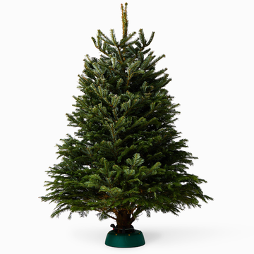Nordmann Fir