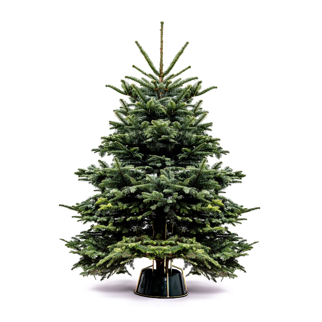 Noble Fir