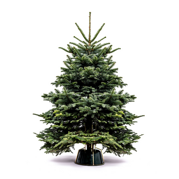 Noble Fir