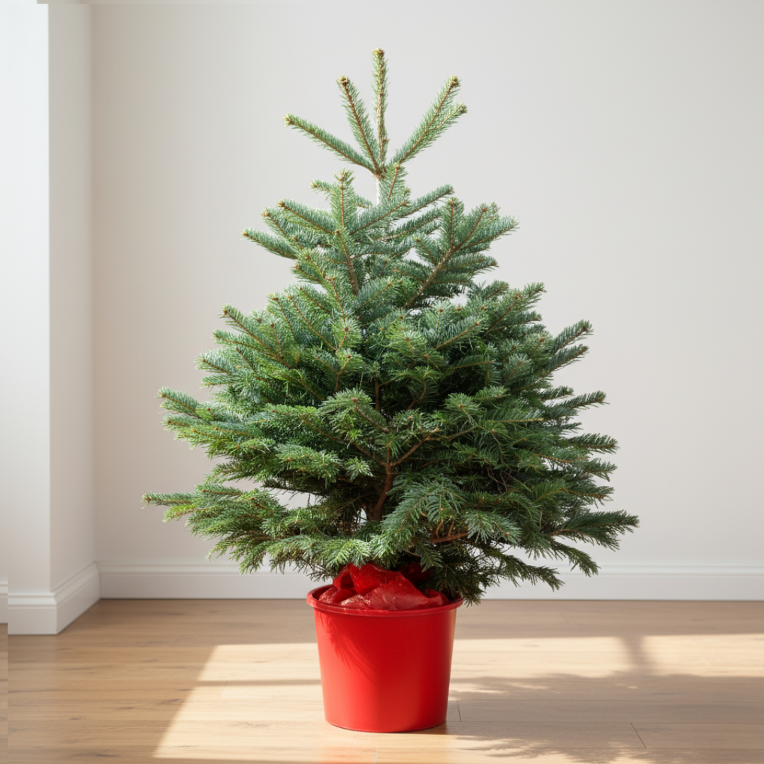 Nordmann Fir | Pot Grown Christmas Tree