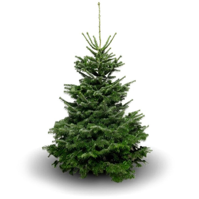 Nordmann Fir