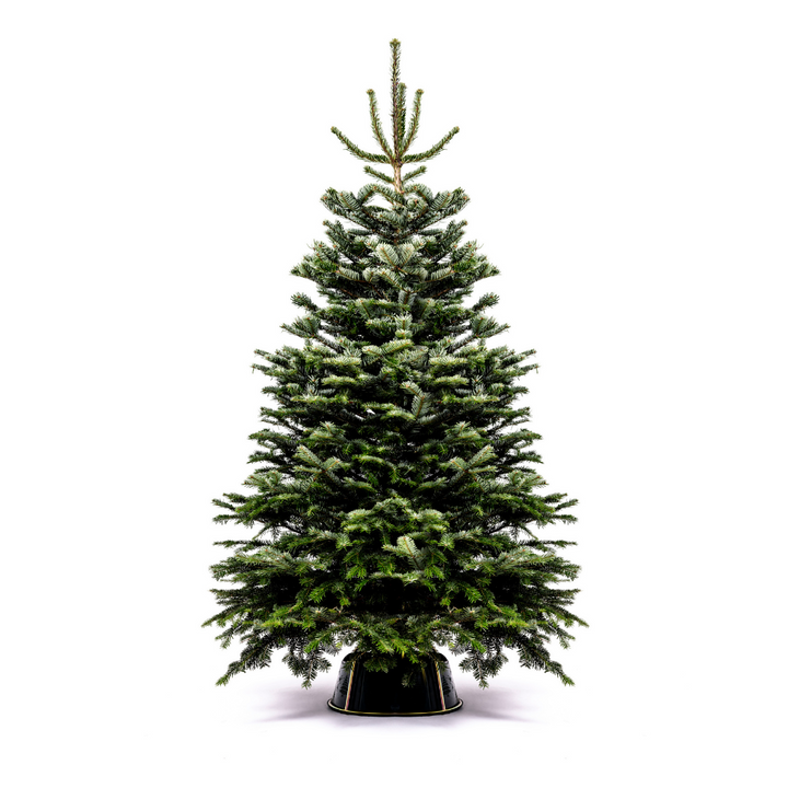 Tree Kings Real Christmas Trees Glasgow – We Tree Kings