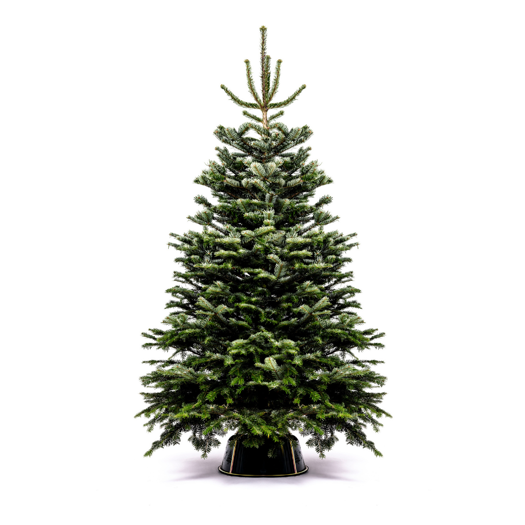 Nordmann Fir