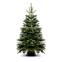 Nordmann Fir
