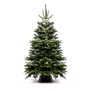 Nordmann Fir