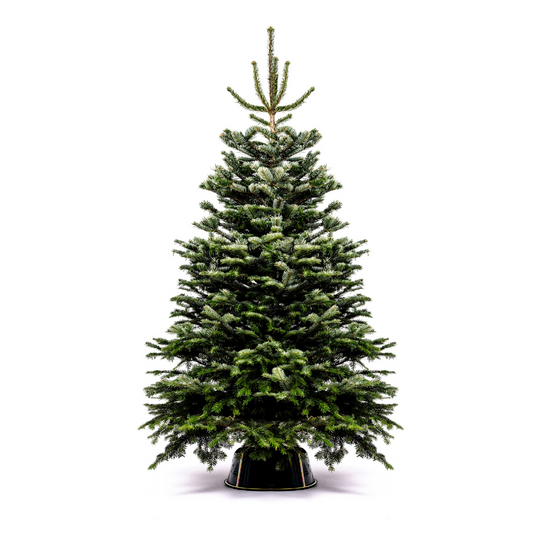 Nordmann Fir