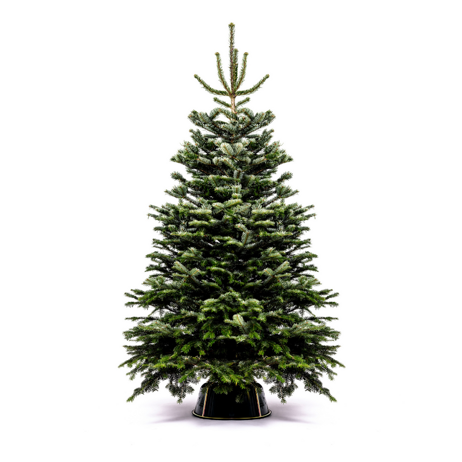 Nordmann Fir