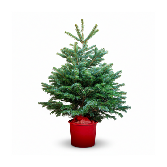 Nordmann Fir