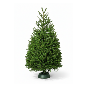 Norway Spruce