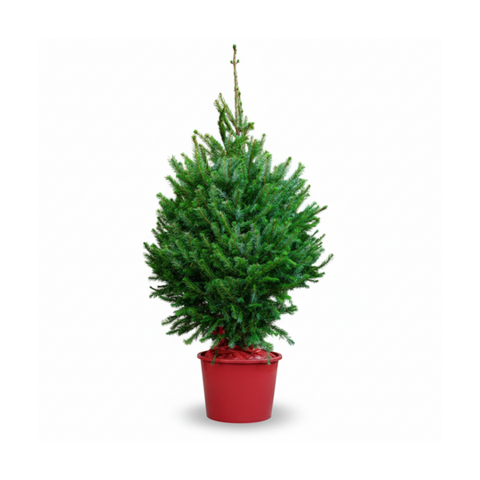 Norway Spruce