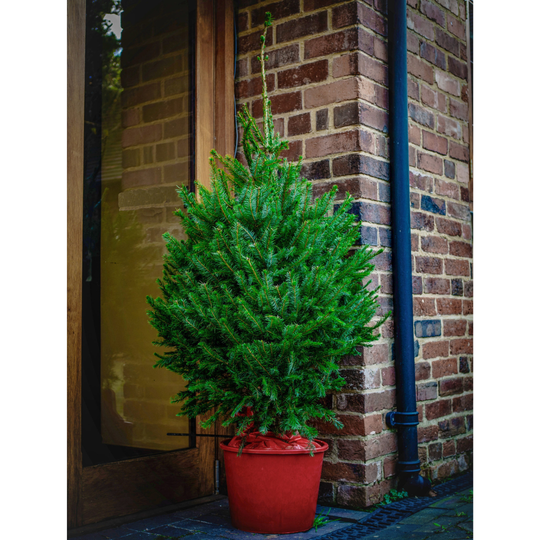 Norway Spruce | Pot Grown