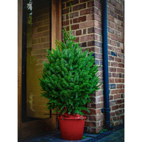 Norway Spruce | Pot Grown
