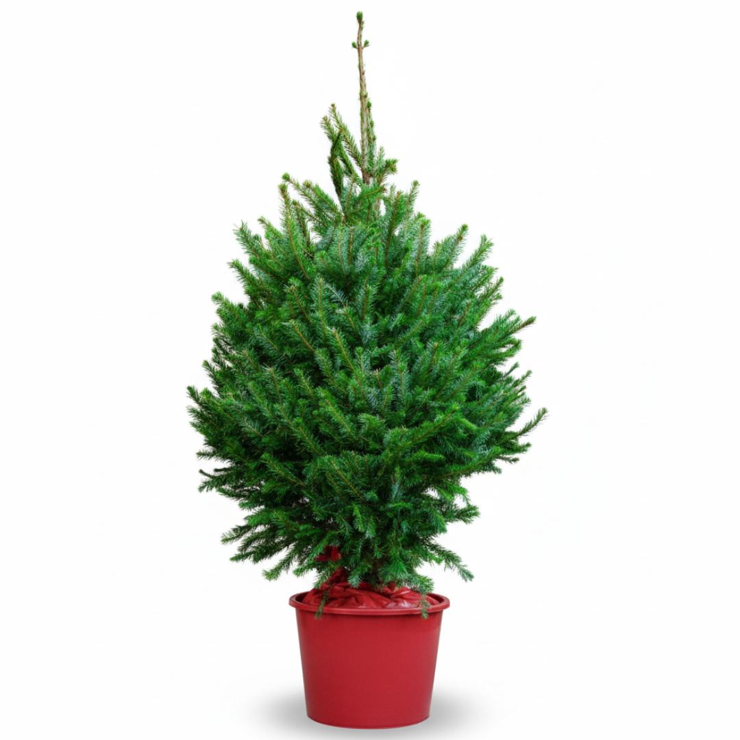 Norway Spruce | Pot Grown