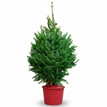 Norway Spruce | Pot Grown